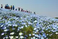 国営ひたち海浜公園の写真_315061