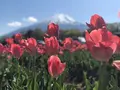 山中湖花の都公園の写真_317145