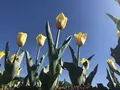 山中湖花の都公園の写真_317146
