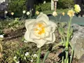 山中湖花の都公園の写真_317147