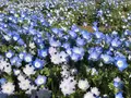 山中湖花の都公園の写真_317150