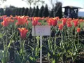 山中湖花の都公園の写真_317151