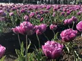 山中湖花の都公園の写真_317152