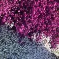 山中湖花の都公園の写真_317153