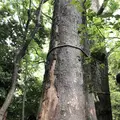小江戸川越一番街商店街 蔵造りの町並みの写真_317365