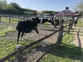 マザー牧場の写真_317628