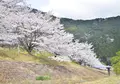 桑野山の写真_318132