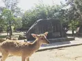 東大寺の写真_318208
