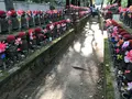 増上寺の写真_318287