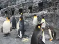 旭川市 旭山動物園の写真_318335