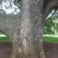 モアナルア・ガーデンズの写真_318416