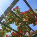 万博記念公園の写真_318512