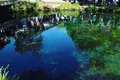 忍野八海の写真_318541