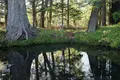忍野八海の写真_318546