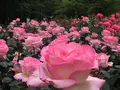 与野公園の写真_318580