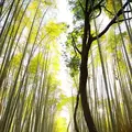 嵐山 竹林の小径の写真_318598