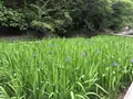 濃溝の滝の写真_318668