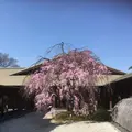 徳川園の写真_318708