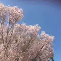 徳川園の写真_318721