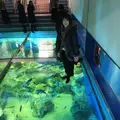 越前松島水族館の写真_318751
