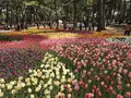国営ひたち海浜公園の写真_318756
