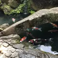 洛匠の写真_318765