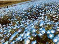国営ひたち海浜公園の写真_318820