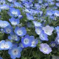 国営ひたち海浜公園の写真_318838