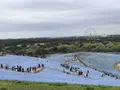 国営ひたち海浜公園の写真_318841