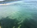 日本三景碑 天橋立の写真_318879