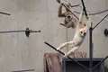 旭川市 旭山動物園の写真_318938