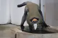 旭川市 旭山動物園の写真_318939
