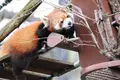旭川市 旭山動物園の写真_318940