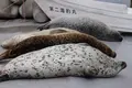旭川市 旭山動物園の写真_318941