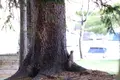 旭川市 旭山動物園の写真_318943