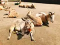 八木山動物公園フジサキの杜の写真_319021
