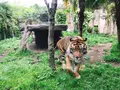 八木山動物公園フジサキの杜の写真_319023