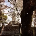 津山城跡の写真_319202