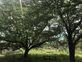 木の葉モール橋本の写真_319210