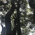 木の葉モール橋本の写真_319214