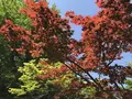 紅葉八幡宮の写真_319247