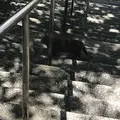 愛宕神社の写真_319336