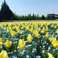 国営備北丘陵公園の写真_319434