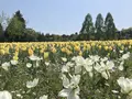 国営備北丘陵公園の写真_319436