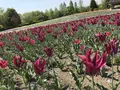 国営備北丘陵公園の写真_319437