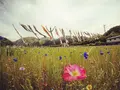 田んぼをつかった花畑の写真_319519