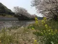田んぼをつかった花畑の写真_319523