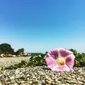 吉佐美大浜海水浴場の写真_319548