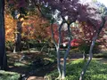 川越大師 喜多院の写真_319555