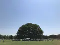 国営昭和記念公園の写真_319850
